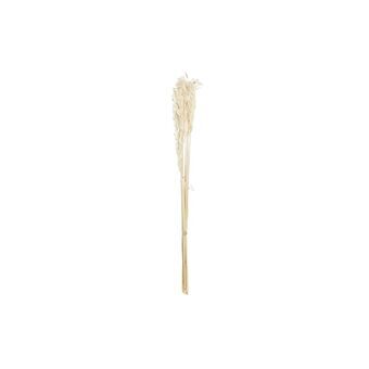 Bunch DKD Home Decor Oatmeal Beige Dried flower (8 x 3 x 57 cm)